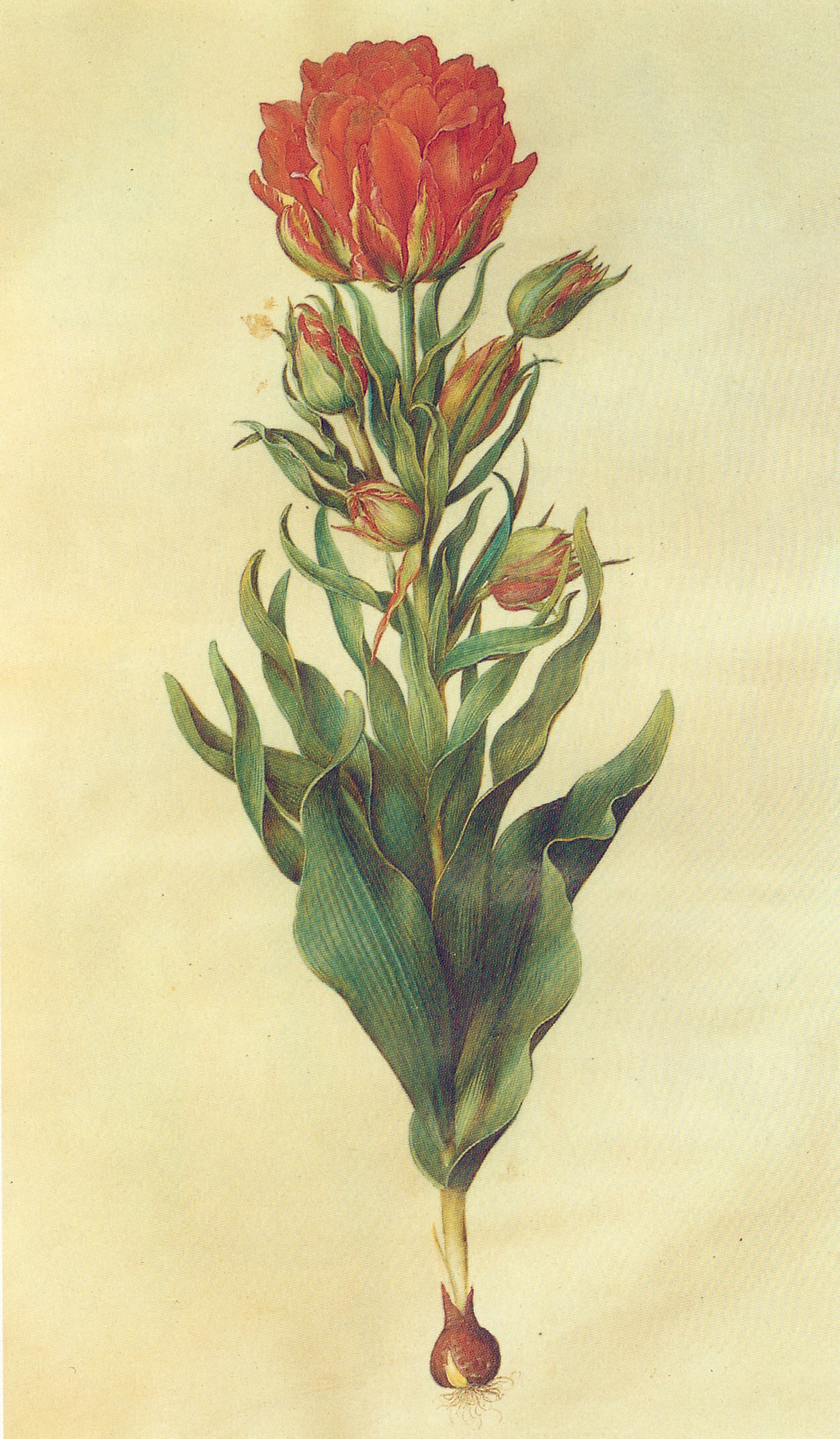 Gc15 tulipa multiflora