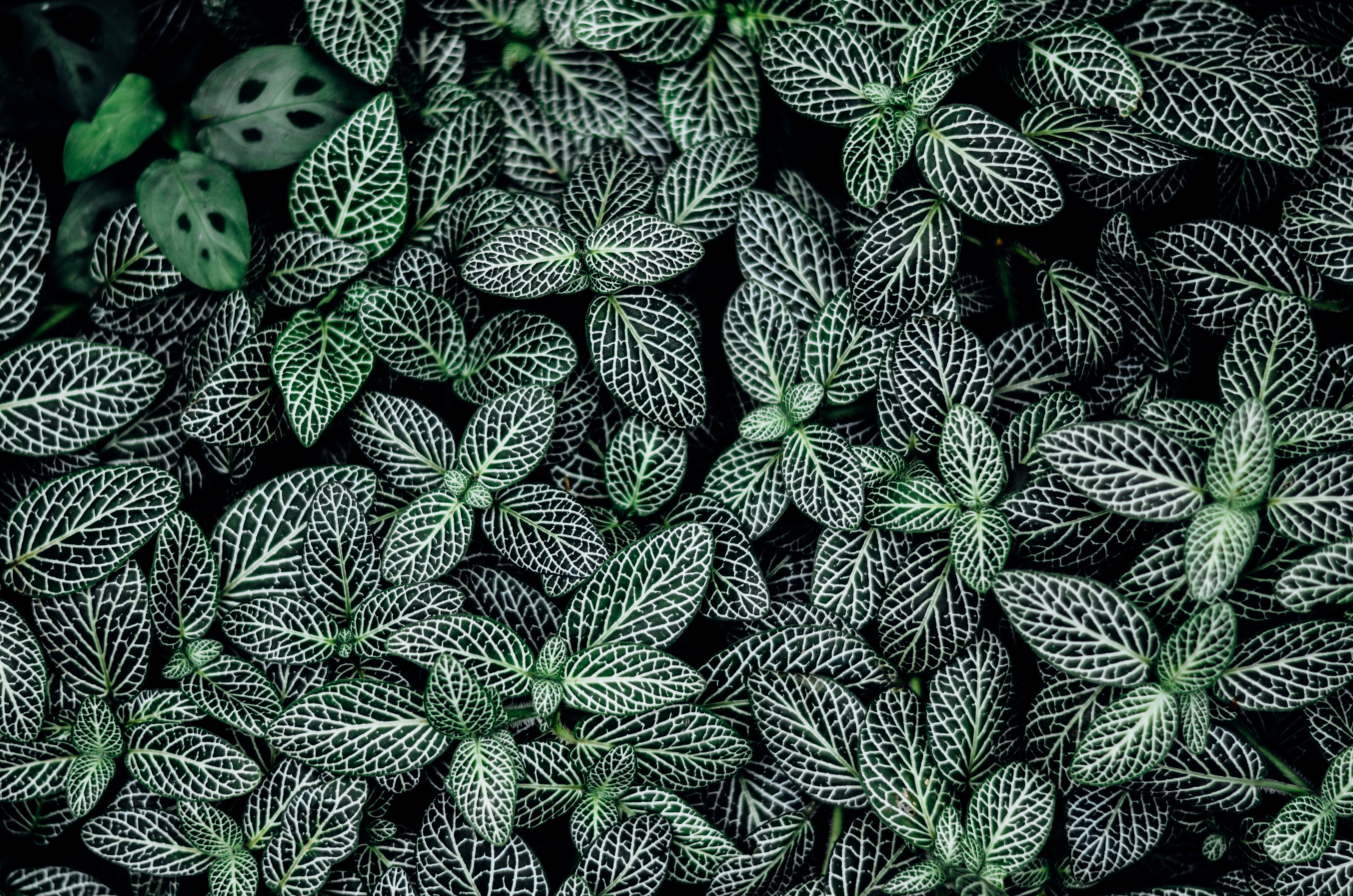 Green and white leaf pattern (Unsplash)