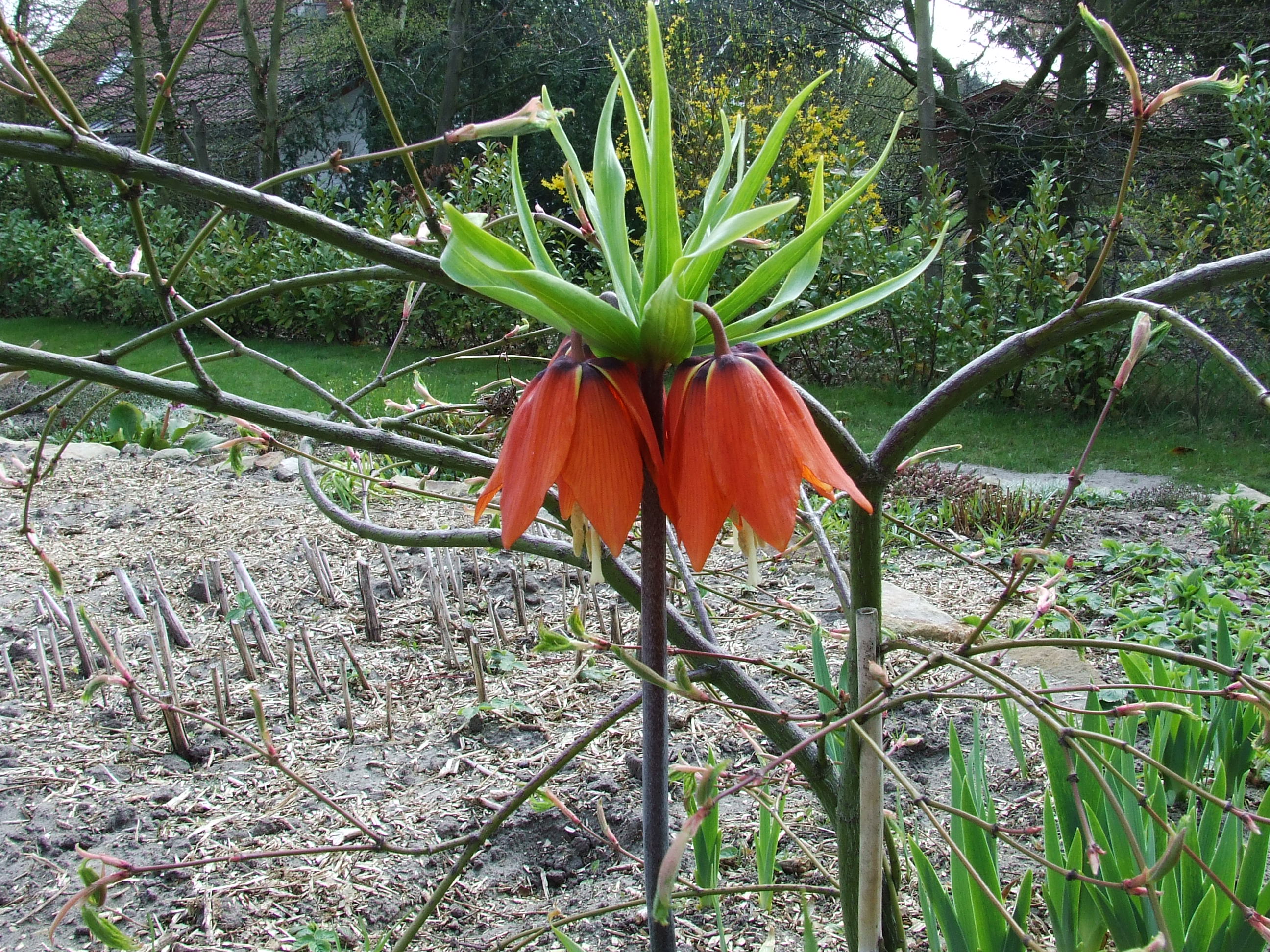 Habitus Fritillaria imperialis orange