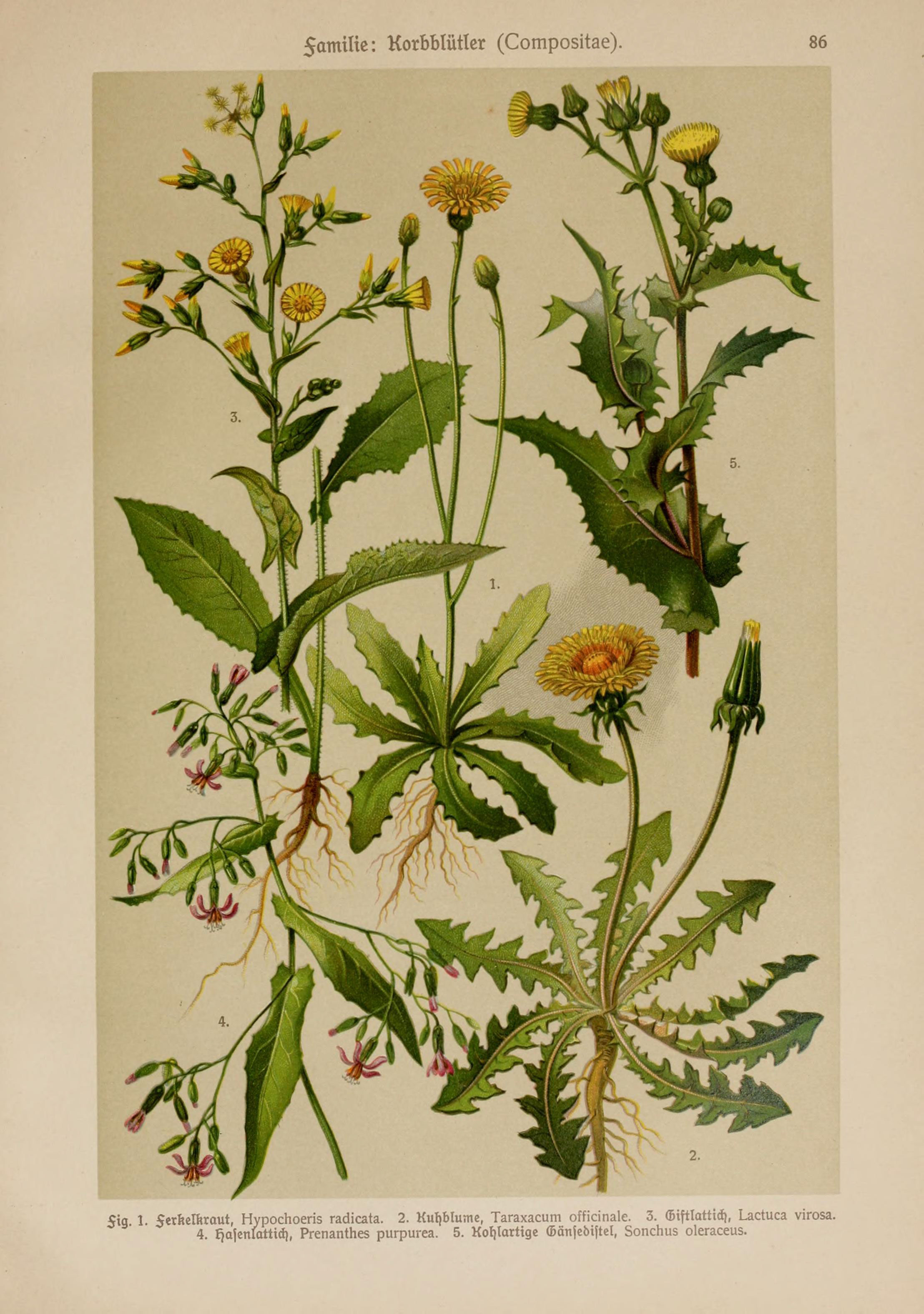 Hoffmann-Dennert botanischer Bilderatlas (Taf. 86) (6425026295)