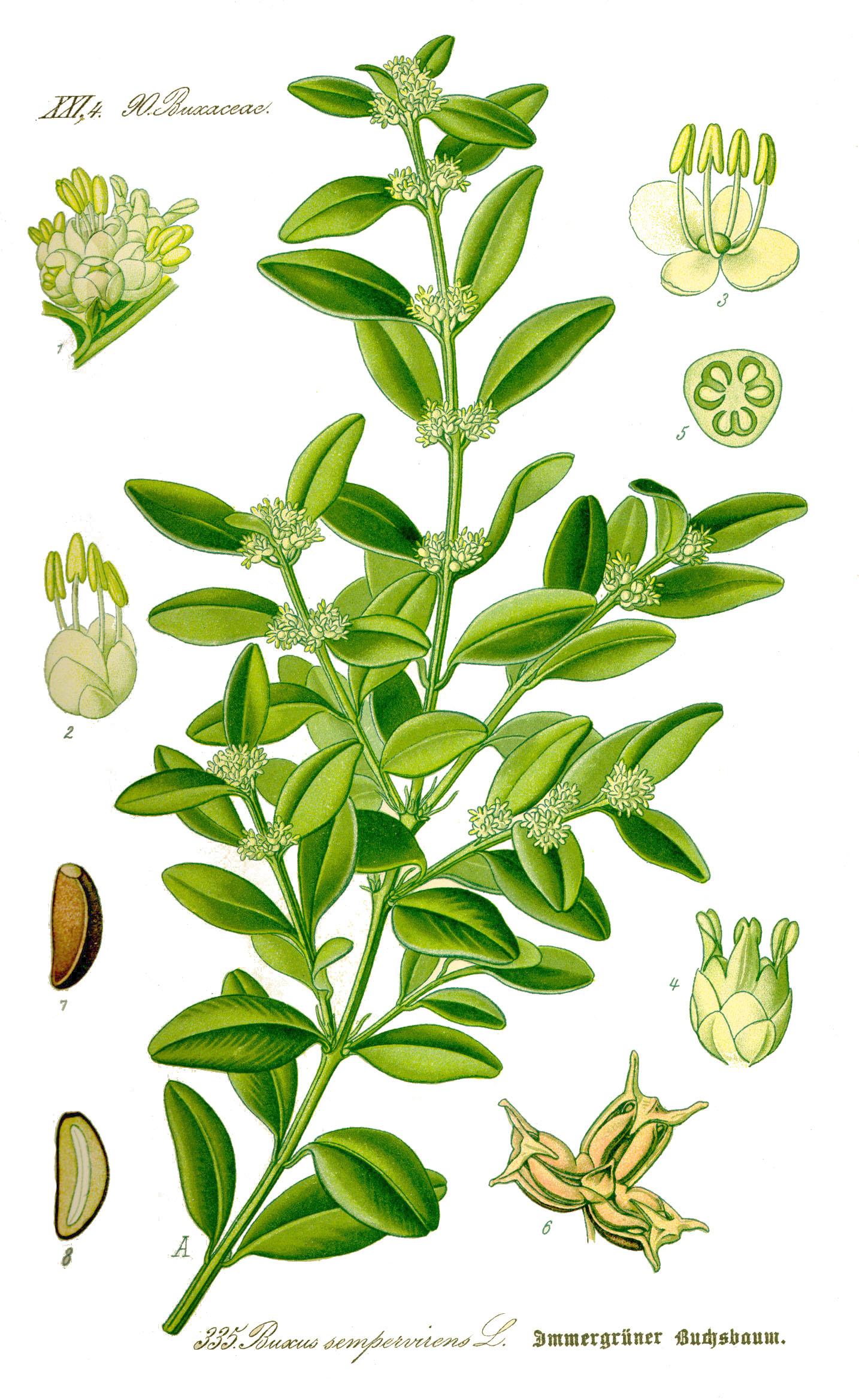 Illustration Buxus sempervirens1 cleaned