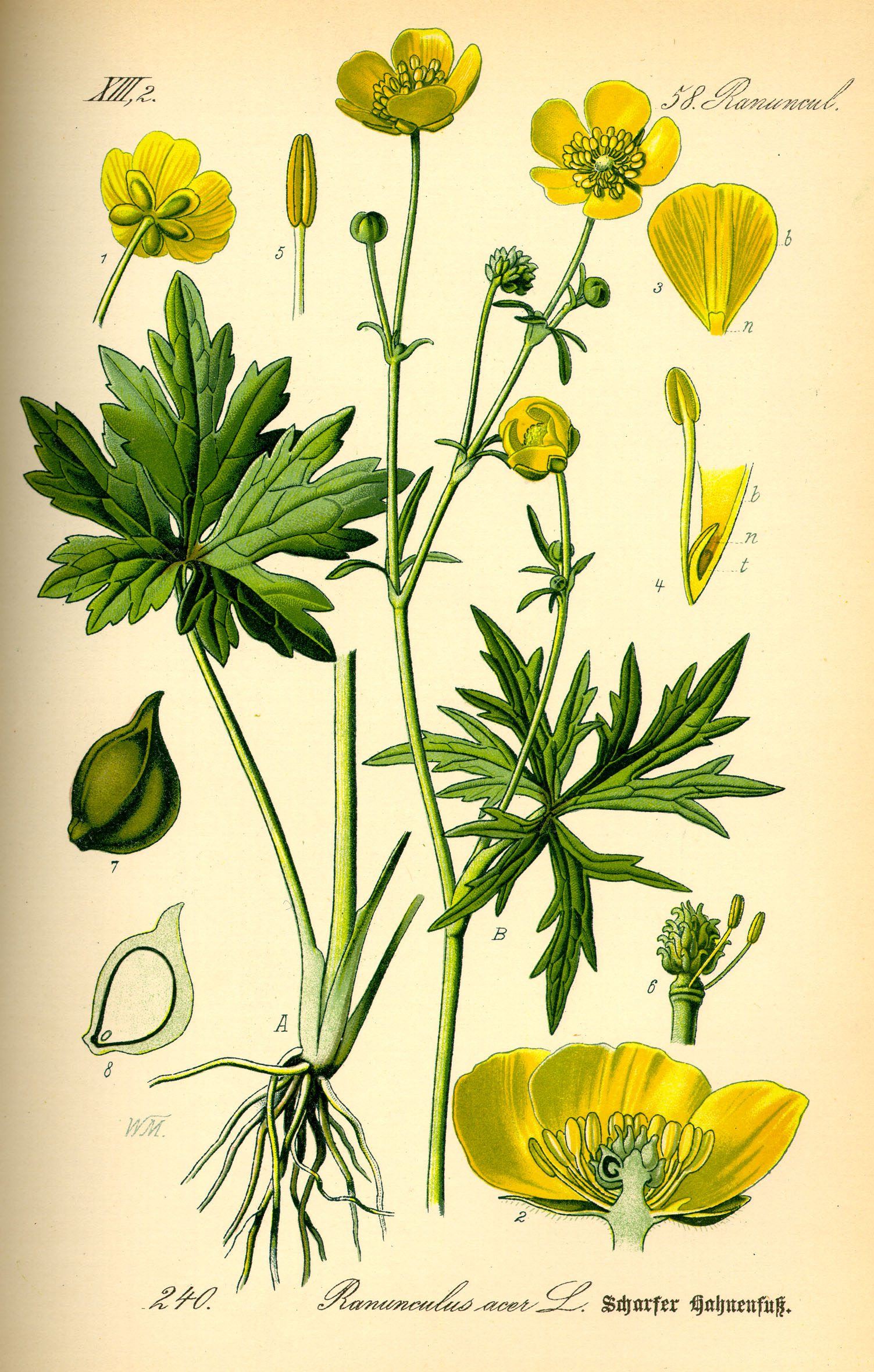 Illustration Ranunculus acris0