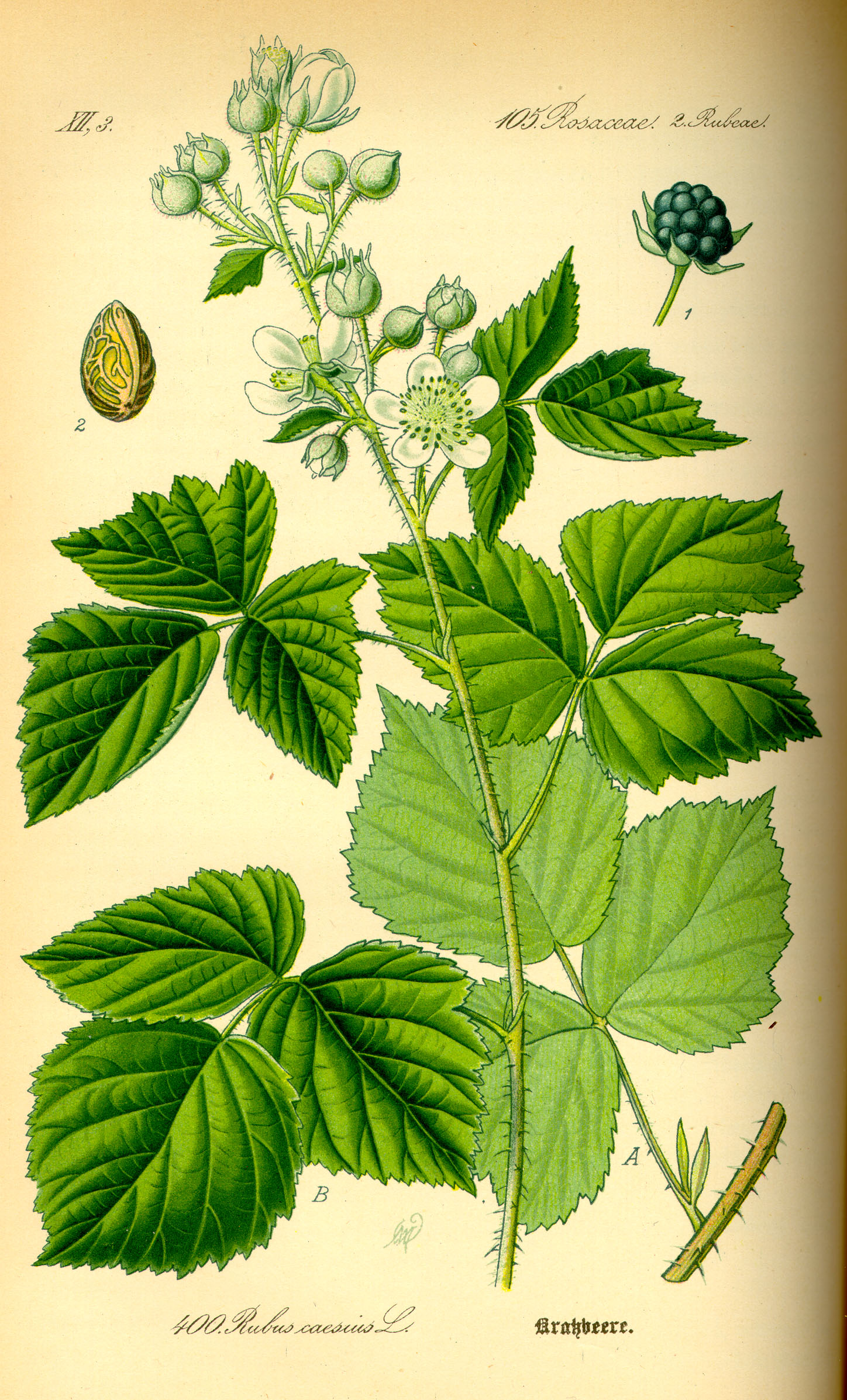 Illustration Rubus caesius0
