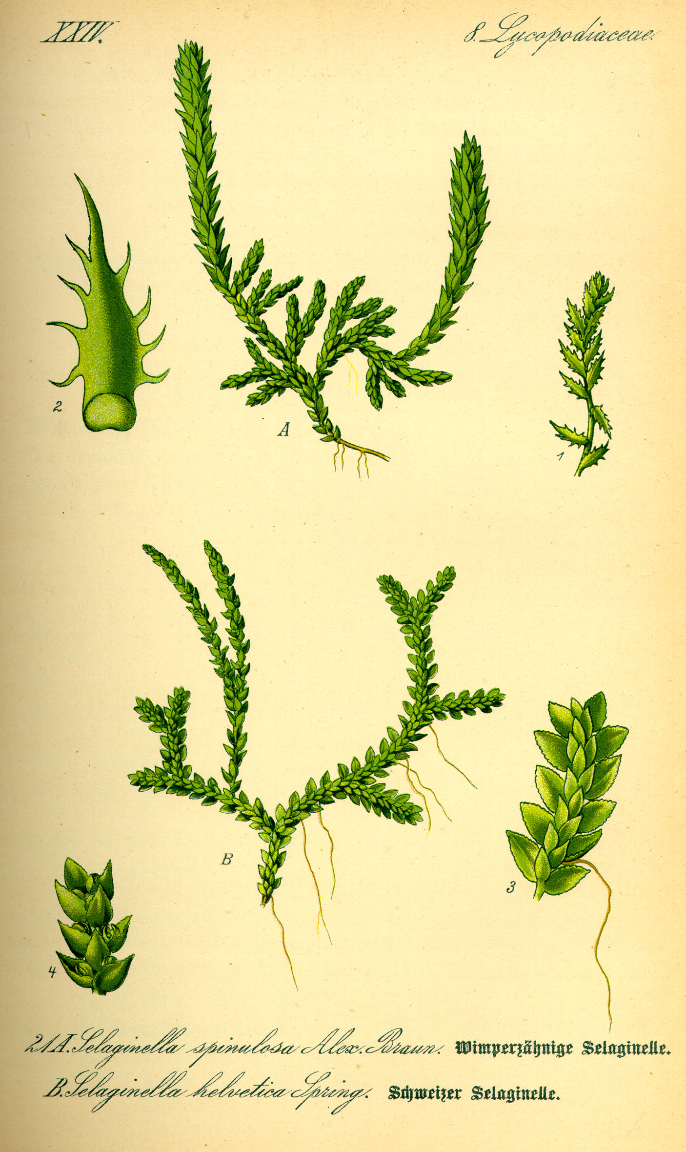 Illustration Selaginella selaginoides0