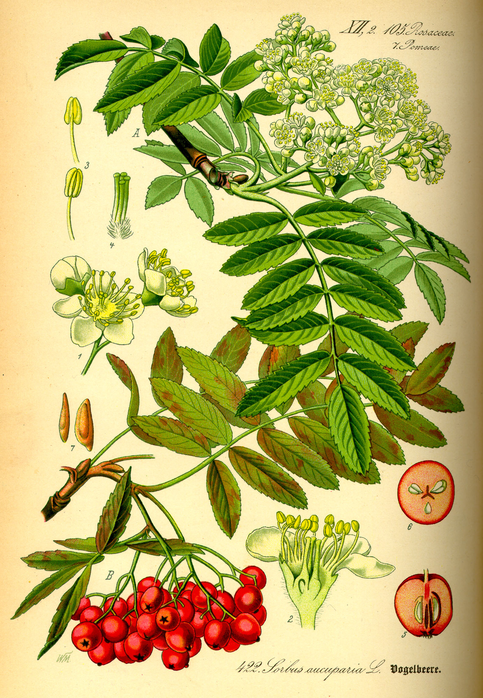 Illustration Sorbus aucuparia0