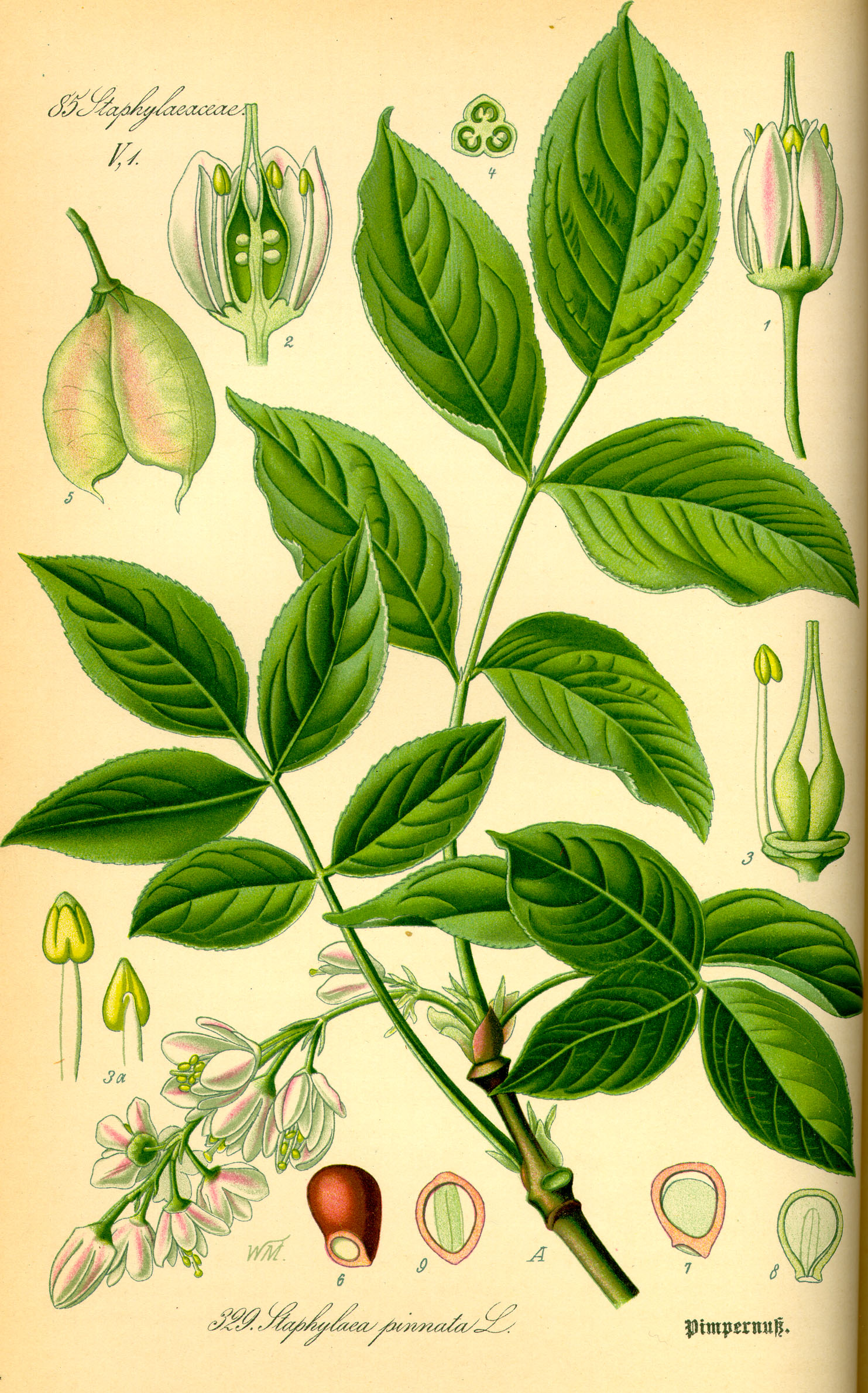 Illustration Staphylea pinnata0