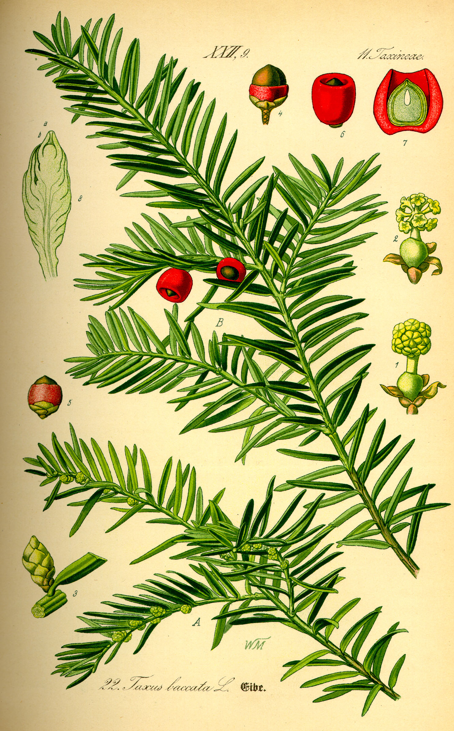Illustration Taxus baccata0