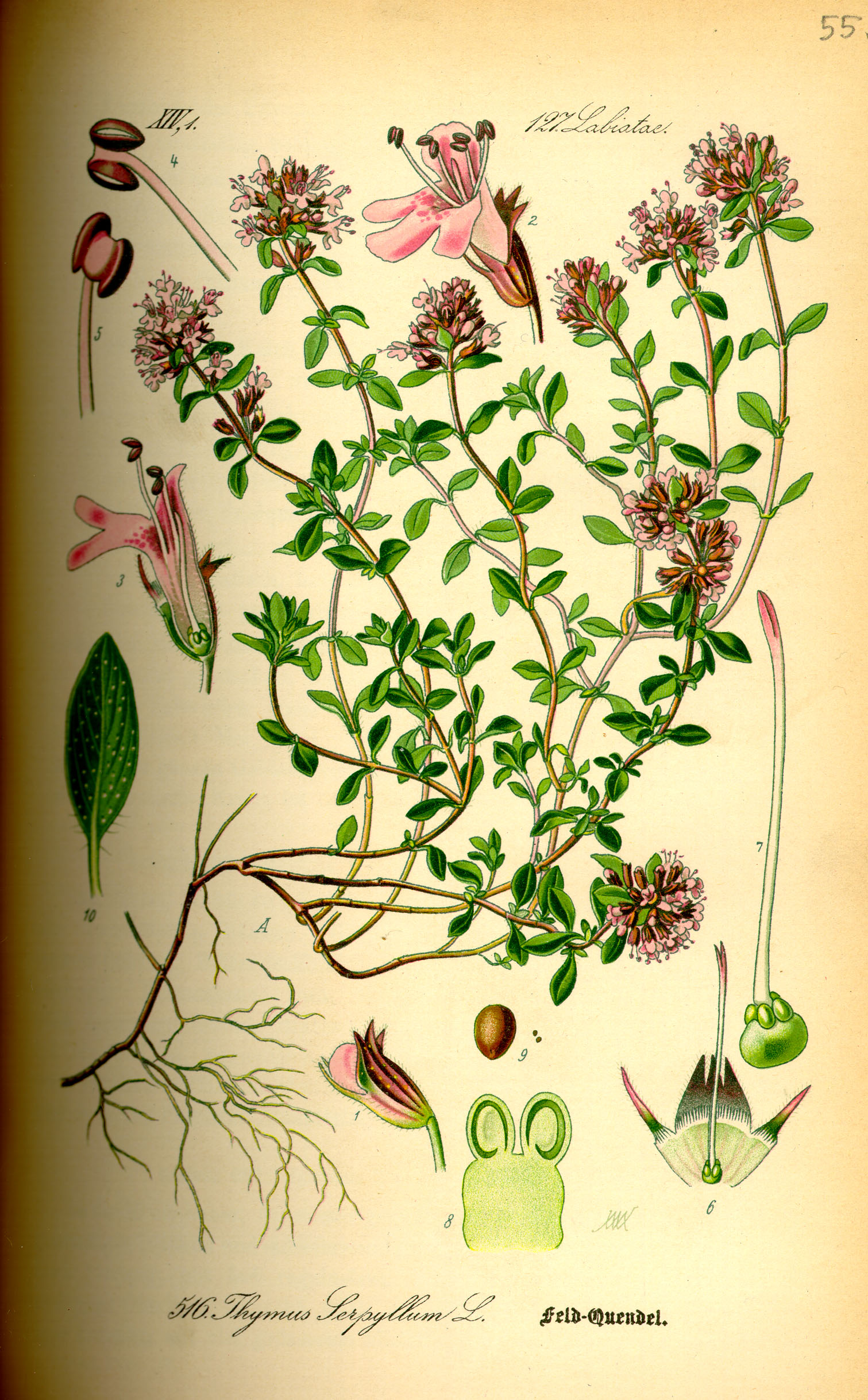 Illustration Thymus serpyllum0