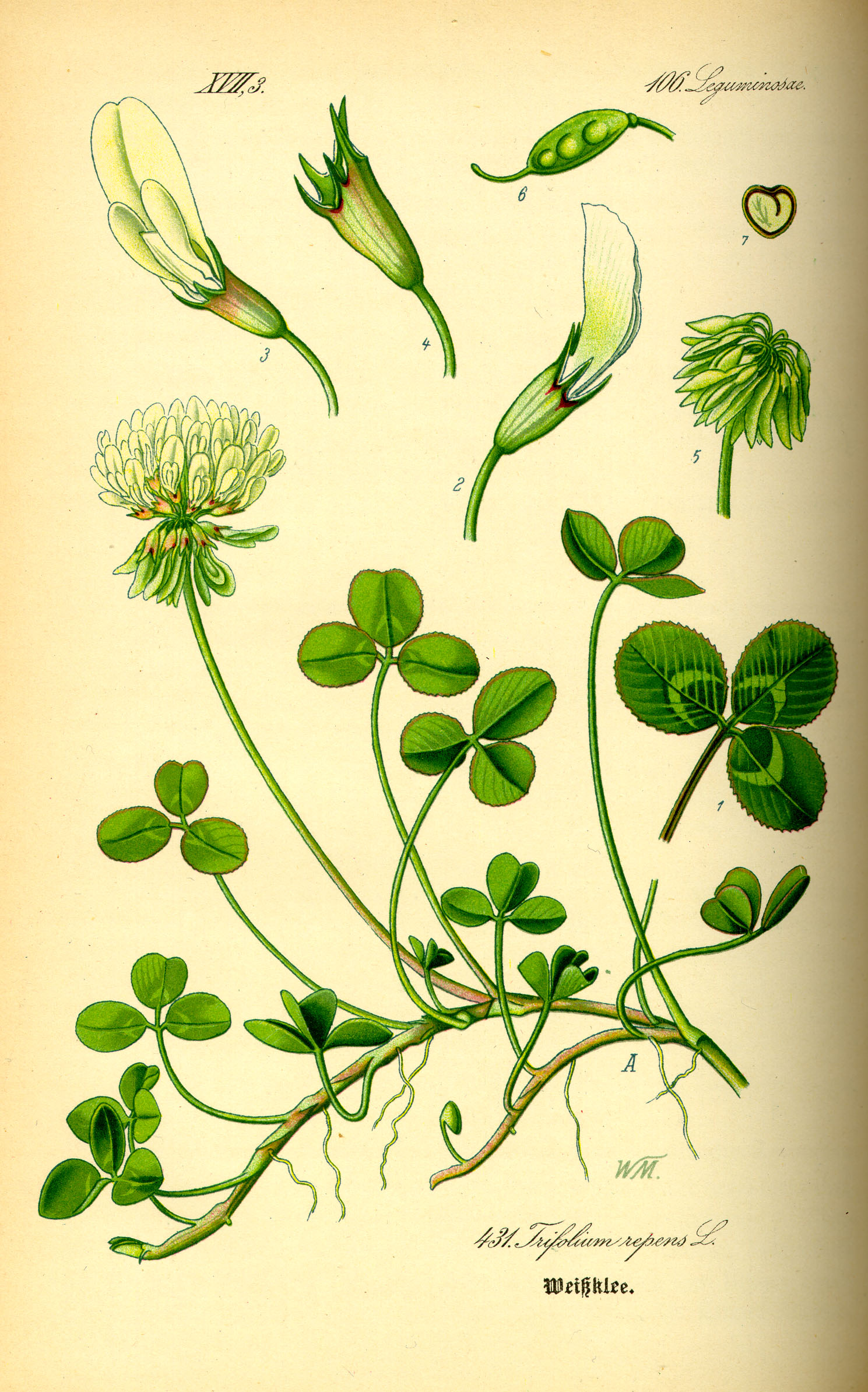 Illustration Trifolium repens0
