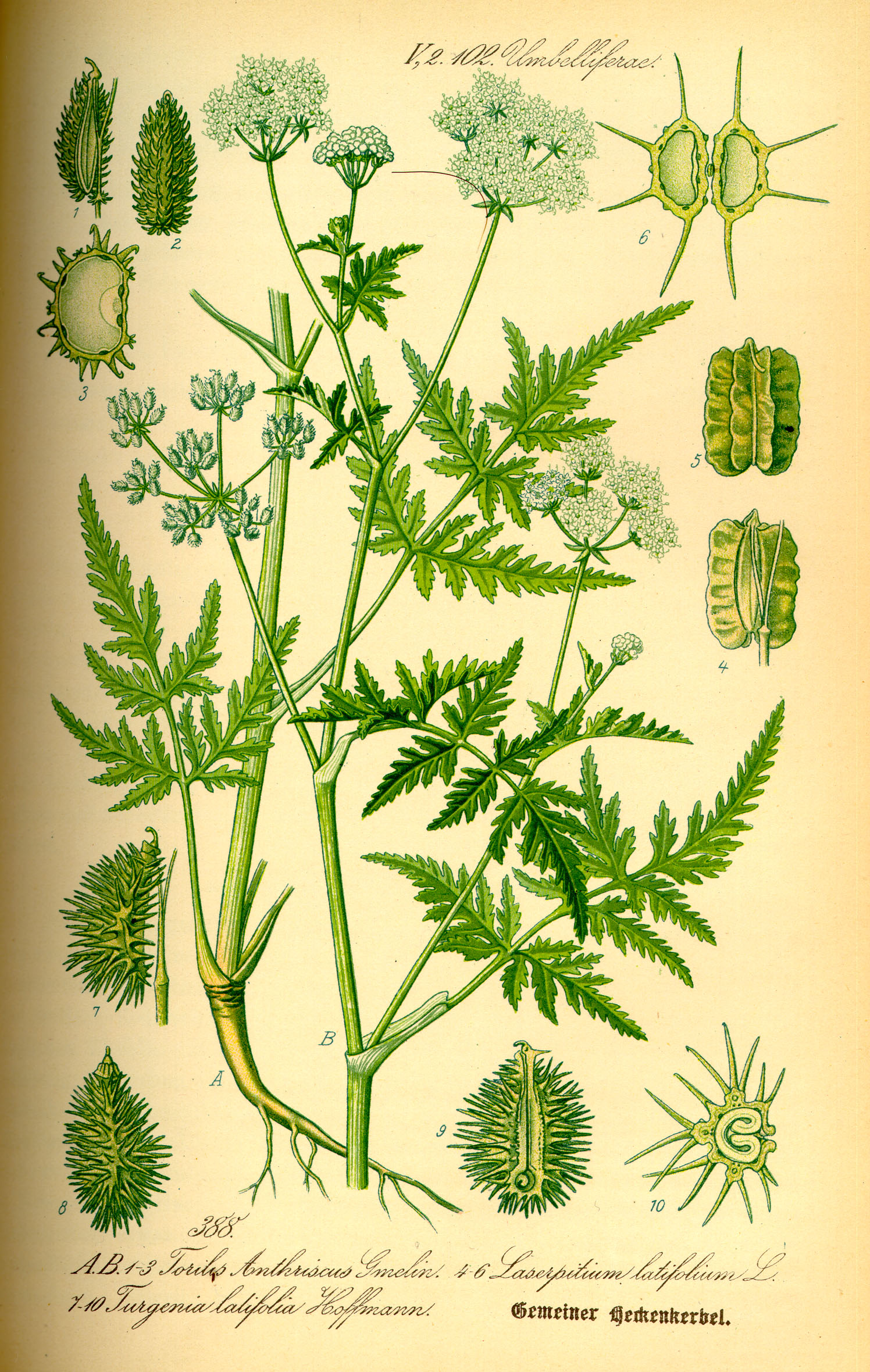 Illustration Turgenia latifolia0