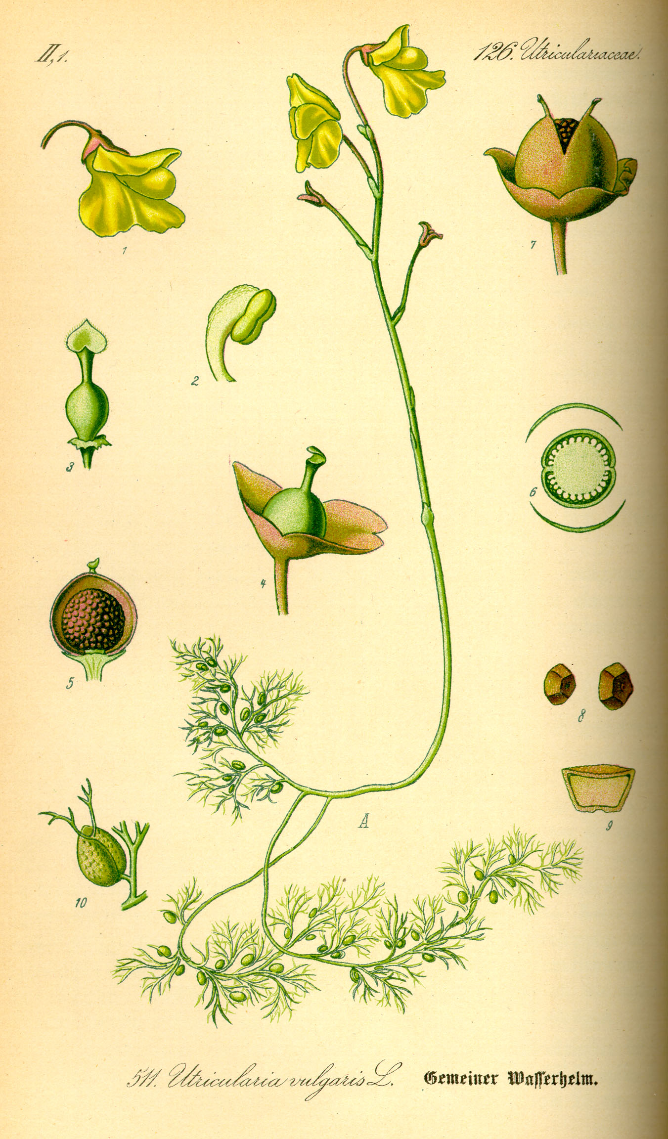 Illustration Utricularia vulgaris0