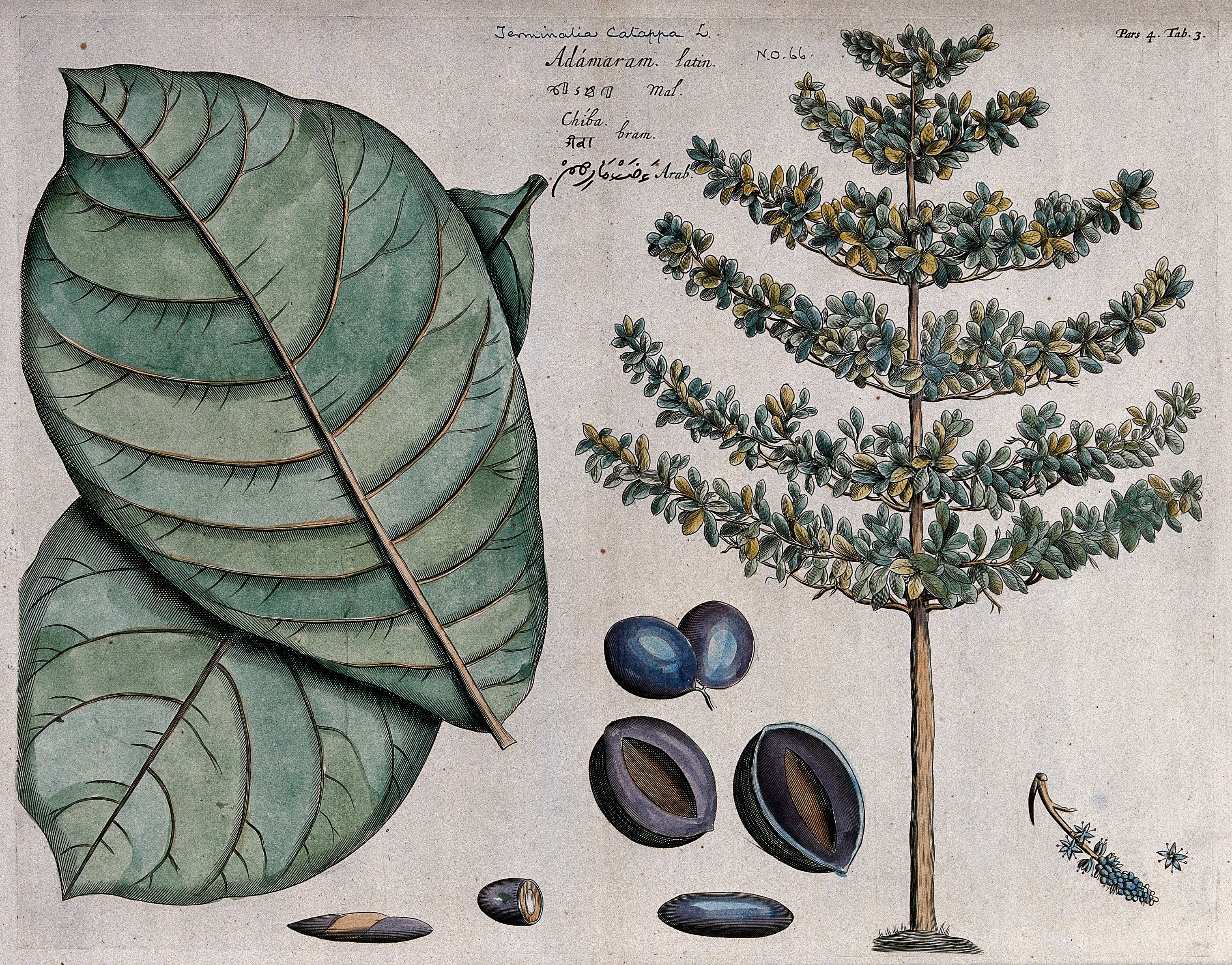 Indian almond (Terminalia catappa L.); leaves, tree, fruit, Wellcome V0042599