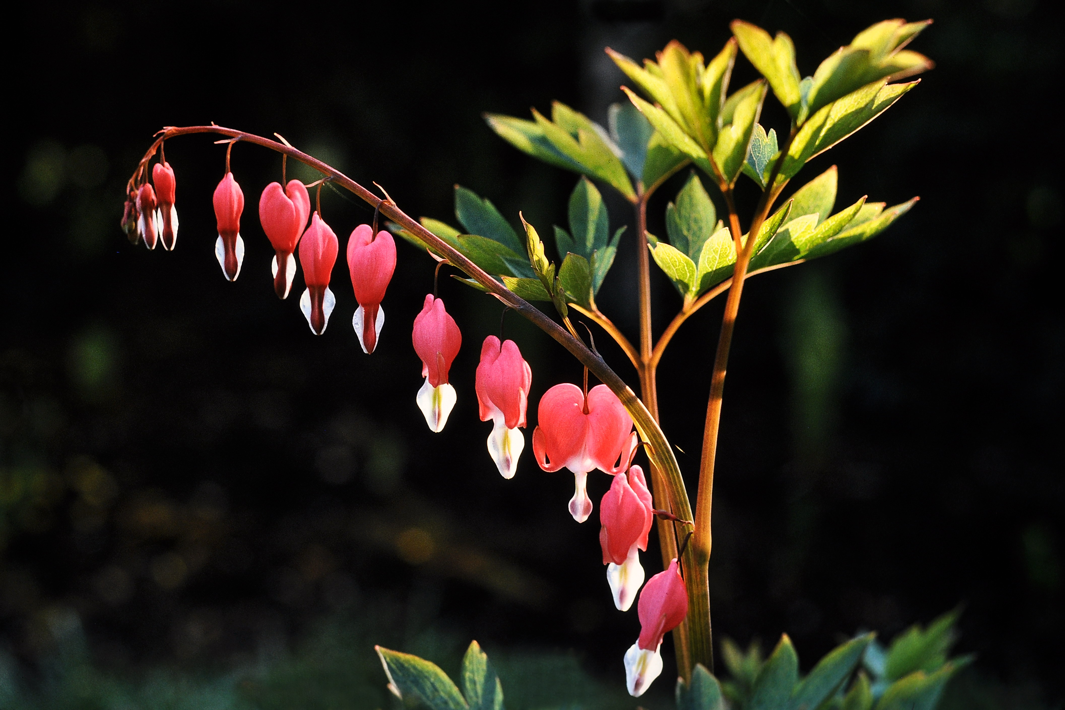 Lamprocapnos spectabilis with leaves