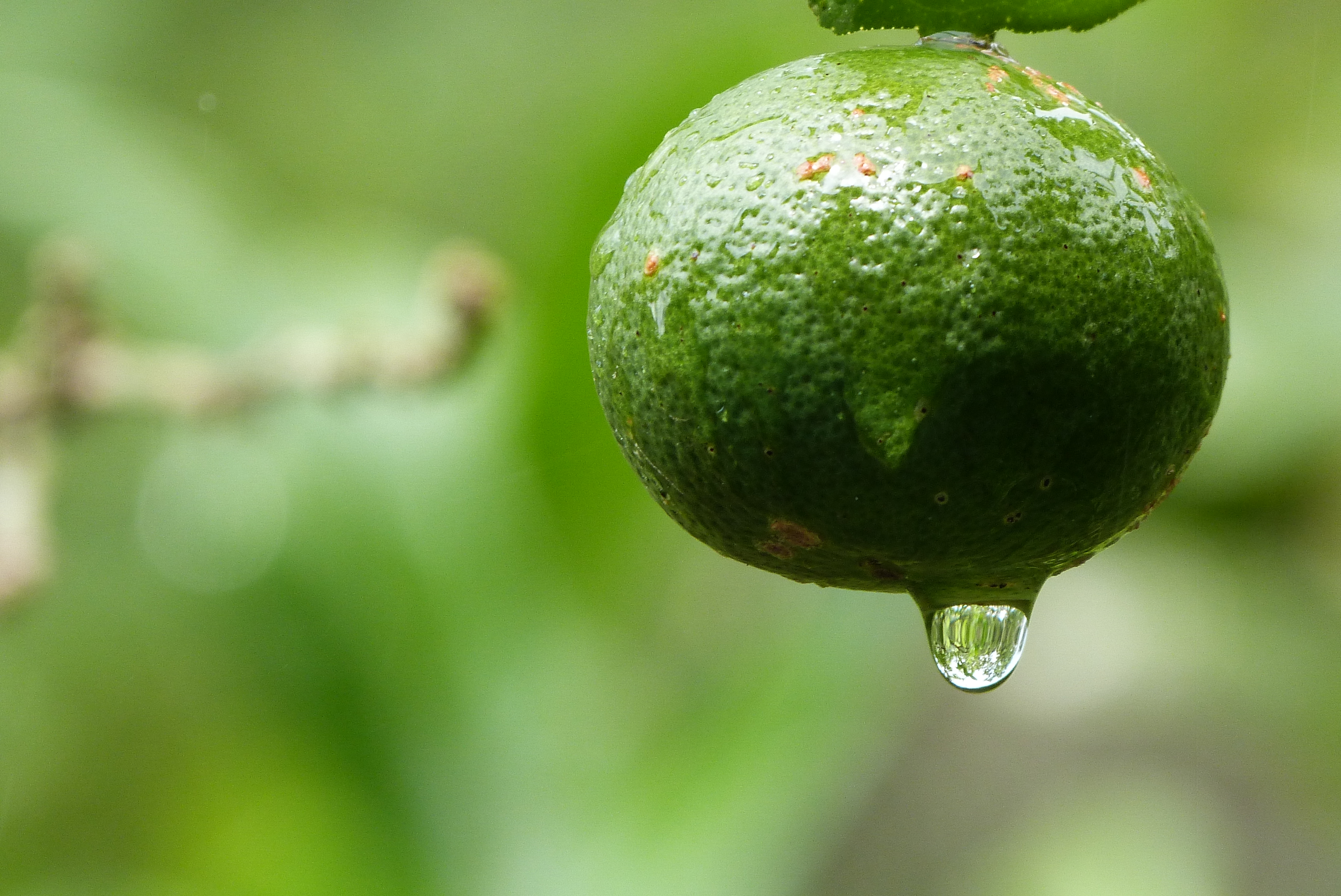 Limão-cravo (nome científico Citrus × limonia)