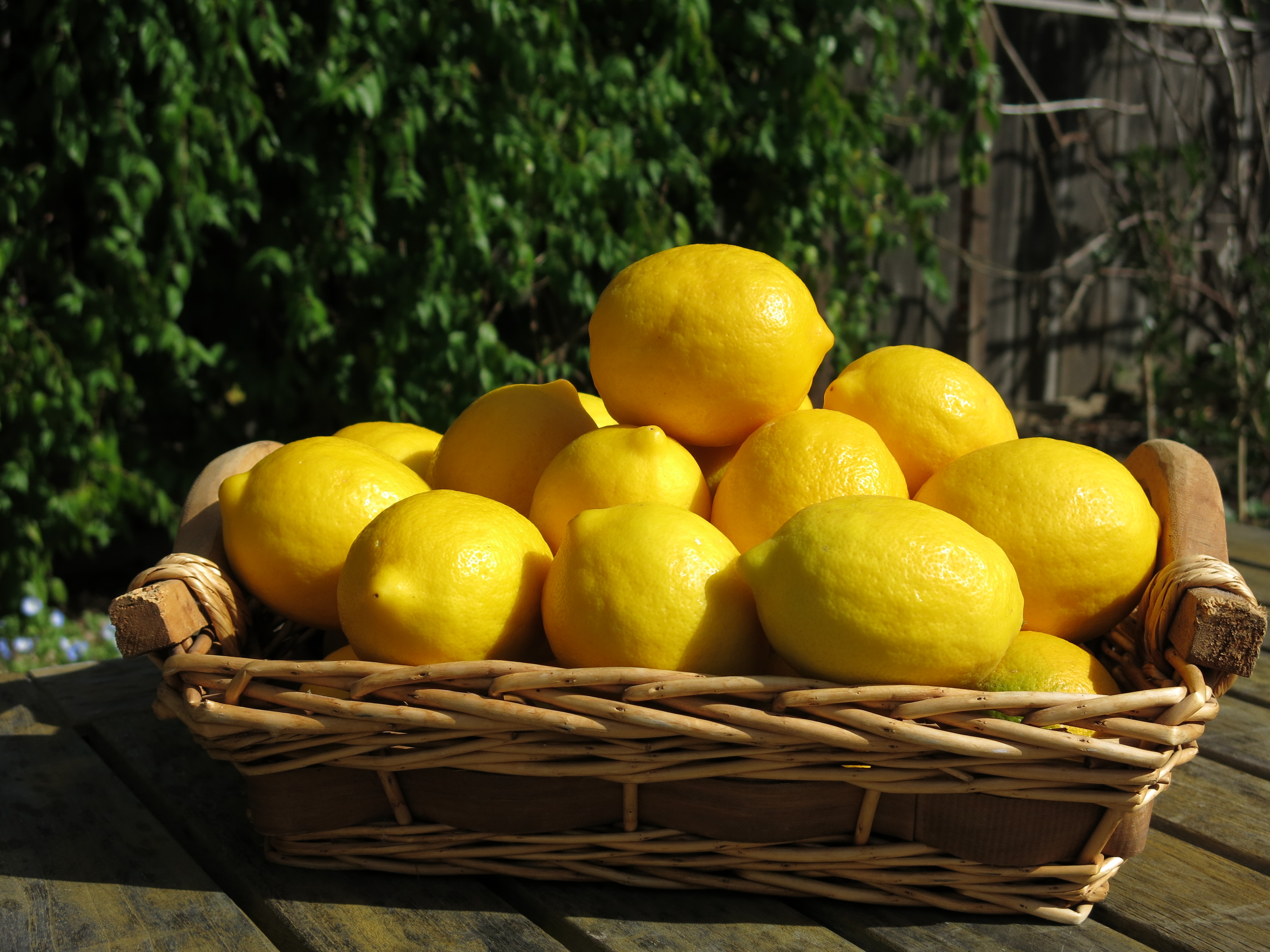 Meyers Zitrone (Citrus × meyeri) 2