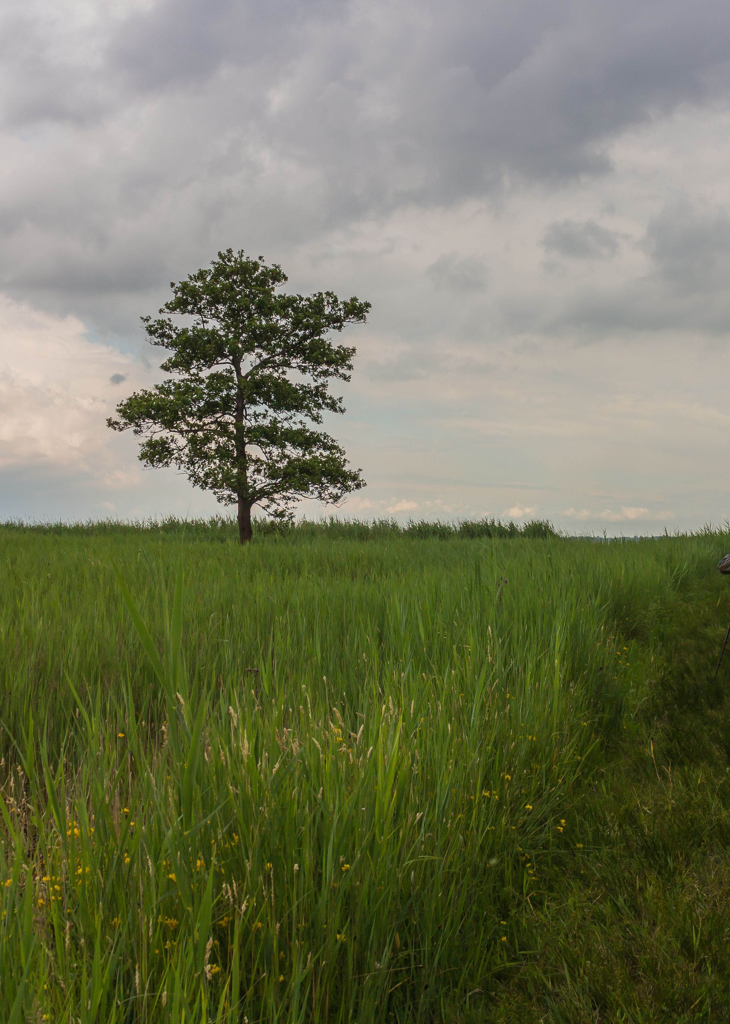 Nationaal Park Weerribben-Wieden. Laarzenpad door veenmoeras van De Wieden. Eenzame boom in een moerassig rietveld 01