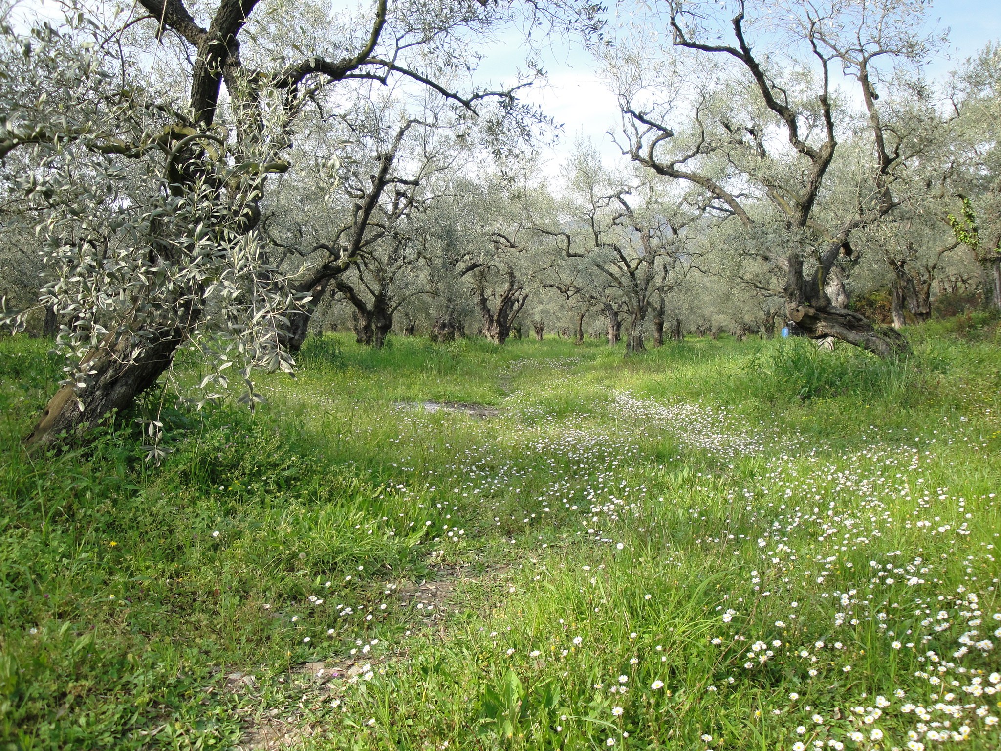 Olive Trees in Pelion, Greece