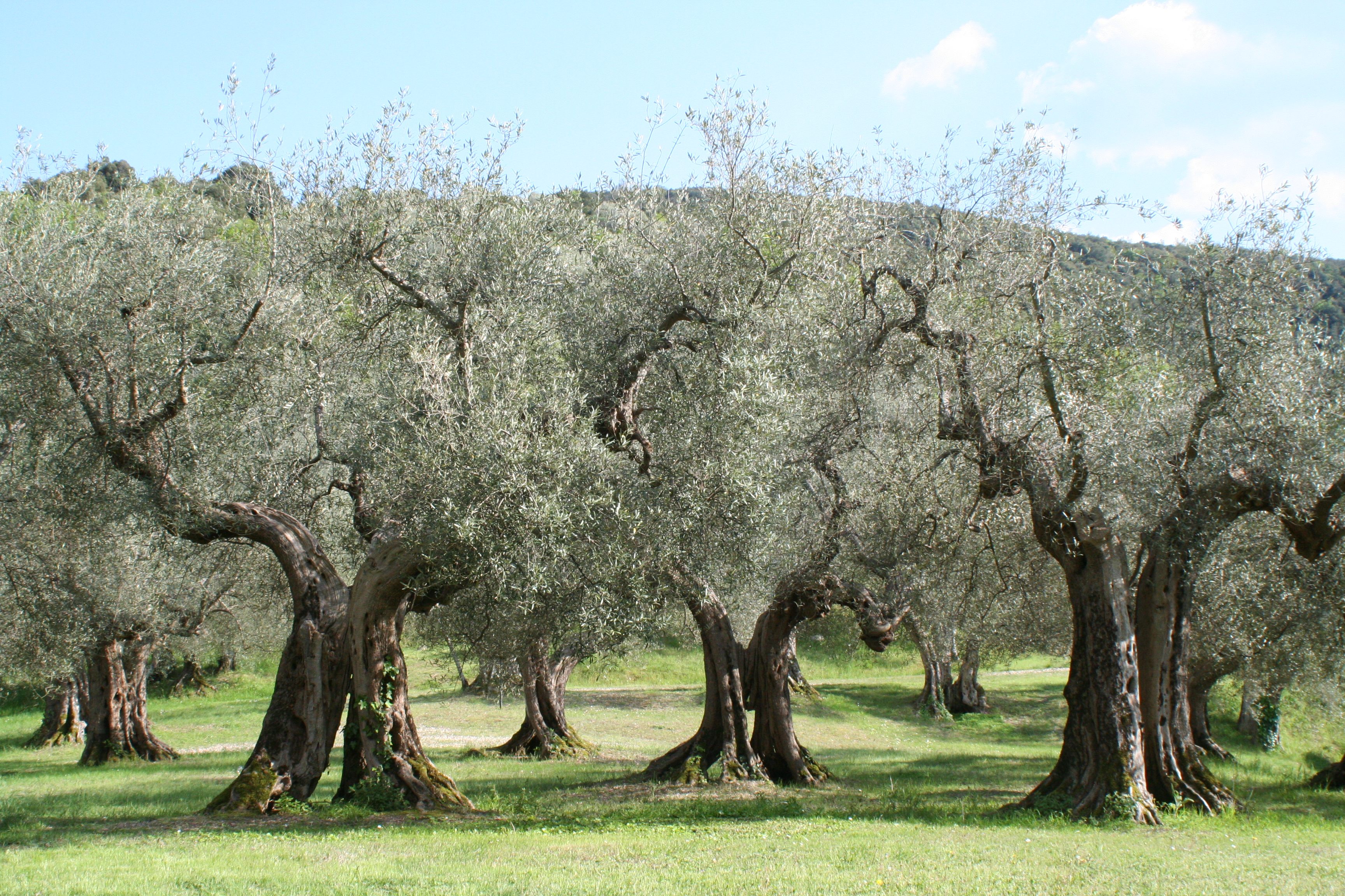 Olivenbäume Umbrien