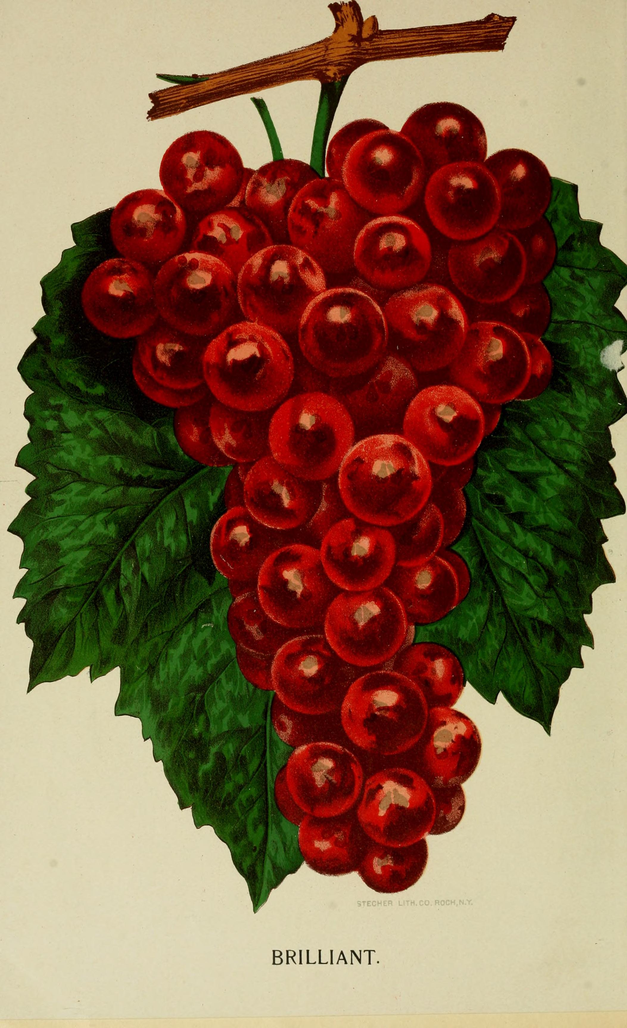Our native grape. Grapes and their culture. Also descriptive list of old and new varieties (1893) (14595426109)