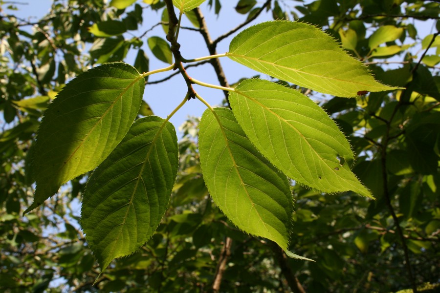 0 Prunus serrulata - Kalmthout (3)