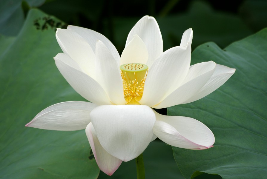 20090809 Lotus flower 2736