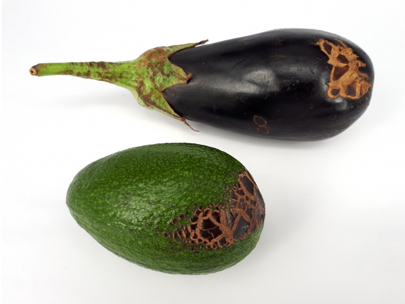 2 x Fruit scab - Avocado - Eggplant - 2017 B