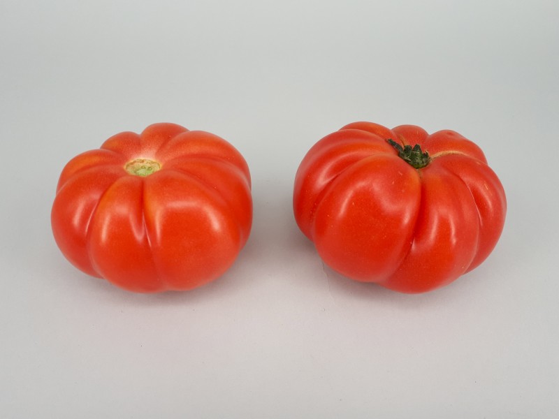 2 x Monterosa tomato 2017 A