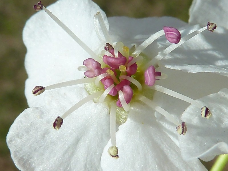 (MAD) P. calleryana - flower-7