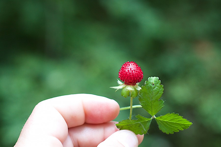 A Wild Strawberry! (14397503443)