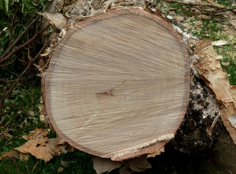 Acacia sieberiana var woodii, hout, Pretoria, a