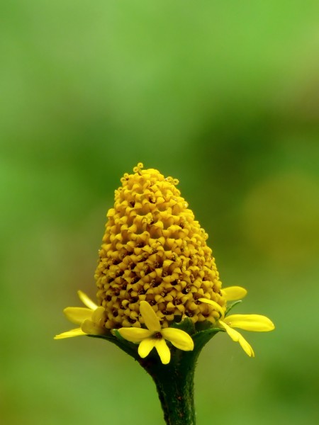 Acmella ciliata by Kadavoor