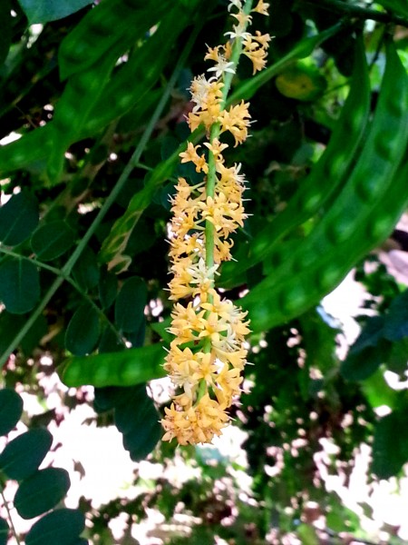 Adenanthera pavonina flower