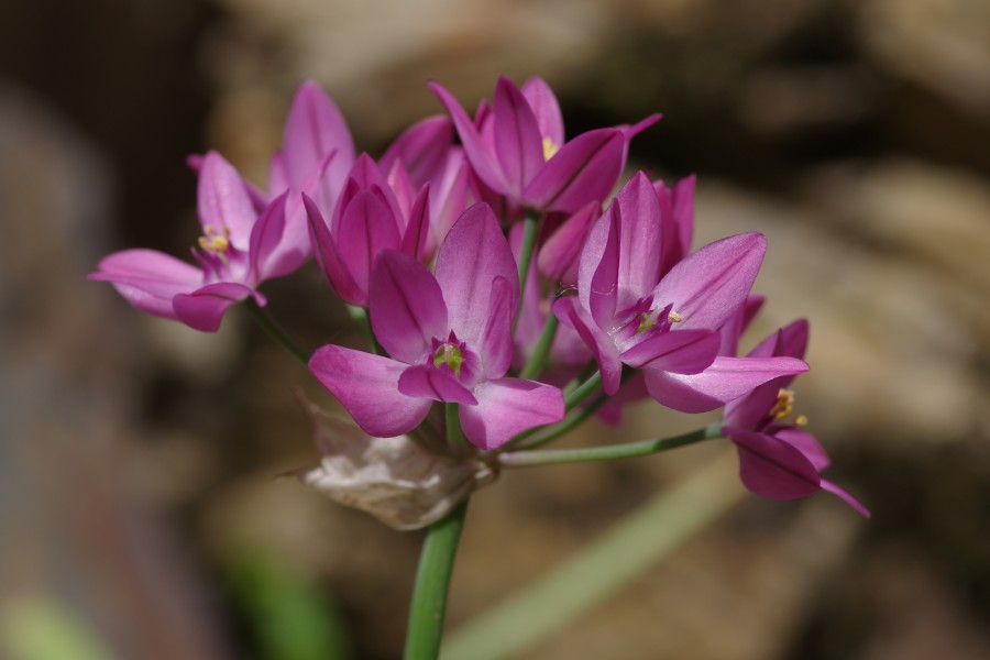 Allium oreophilum ÖBG 2014-05-25 (01)