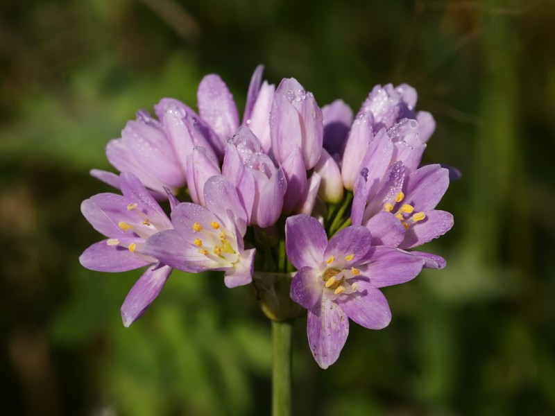 Allium roseum (inflorescense)