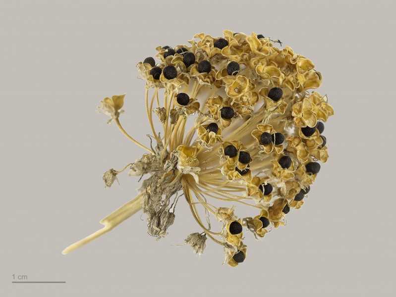 Allium victorialis MHNT.BOT.2007.43.35