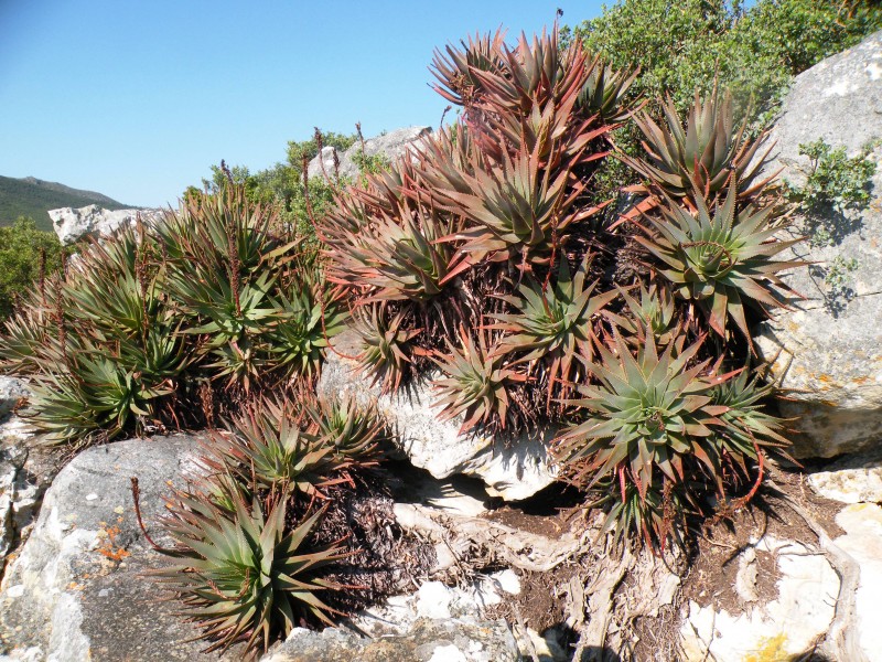 Aloe succotrina - Table Mountain - 5