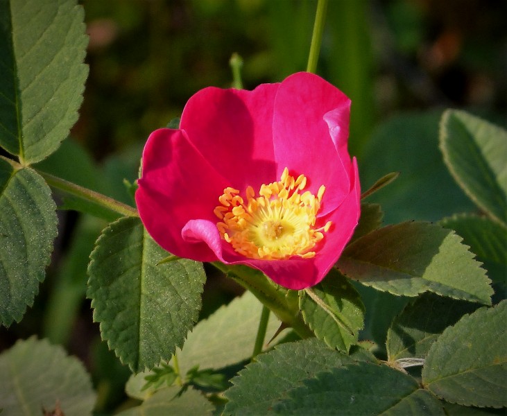 Alpine Rose (Rosa pendulina) (44841824571)