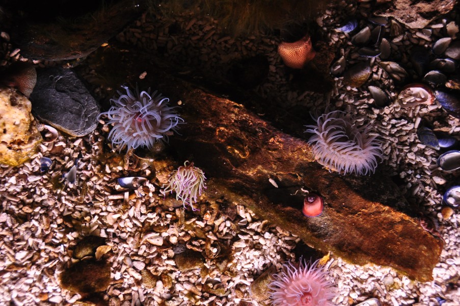 Anemones in Blue Reef Aquarium Newquay (5774)
