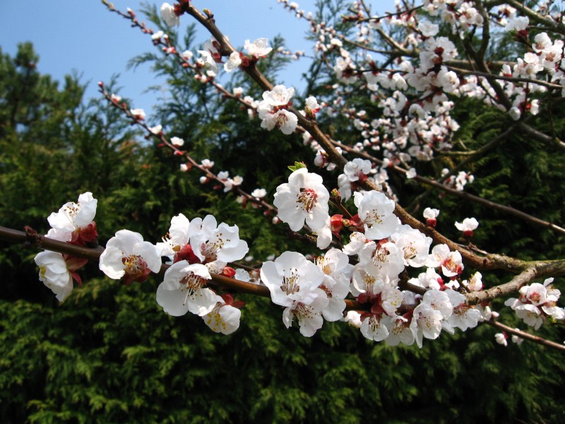 Apple tree flowers 