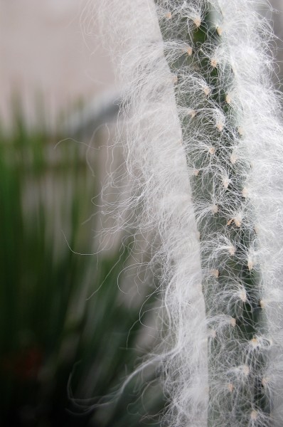 Austrocylindropuntia vestita (Cotton Coral Cactus)