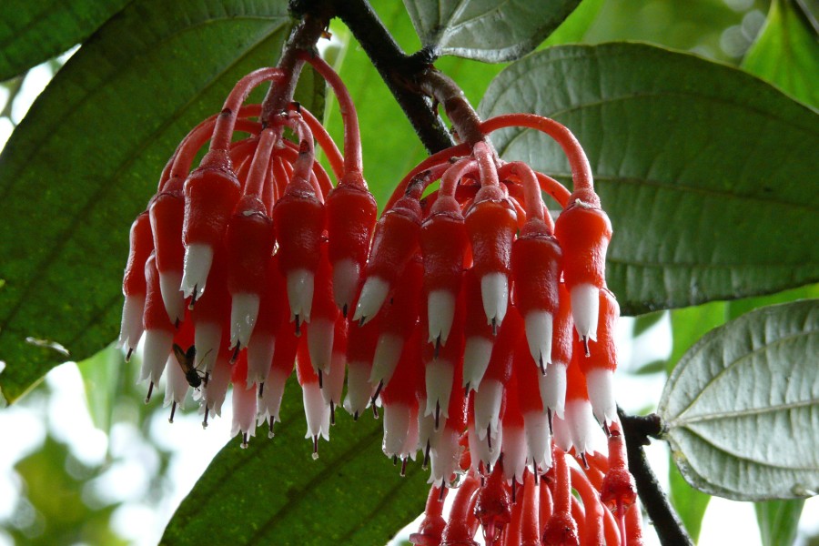 Blüten aus Ecuador