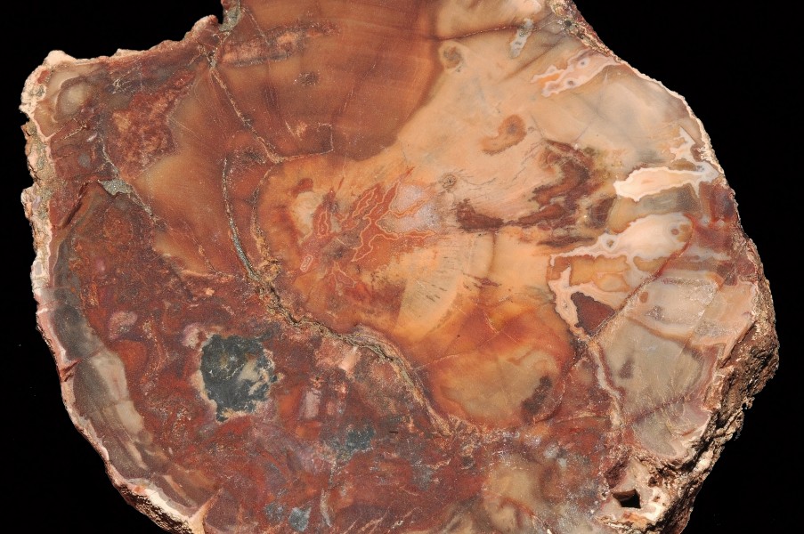 Bois fossile (Madagascar)