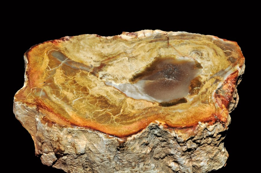 Bois fossile (Madagascar) 1