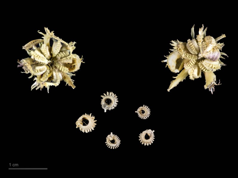 Calendula arvensis MHNT.BOT.2007.40.81
