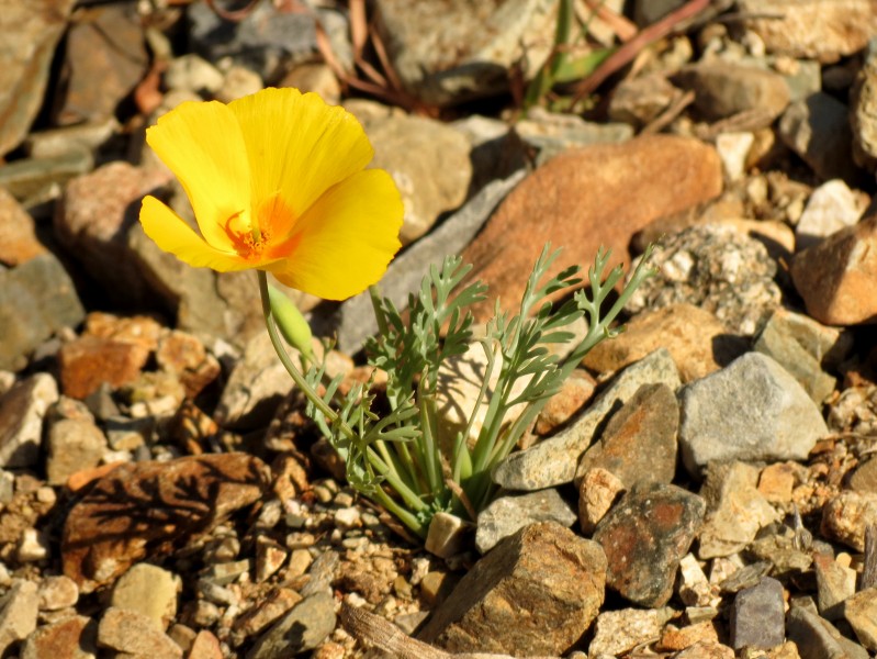 California Poppy - Flickr - treegrow (3)