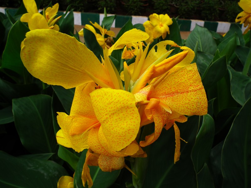 Canna from Lalbagh August 2012 4800