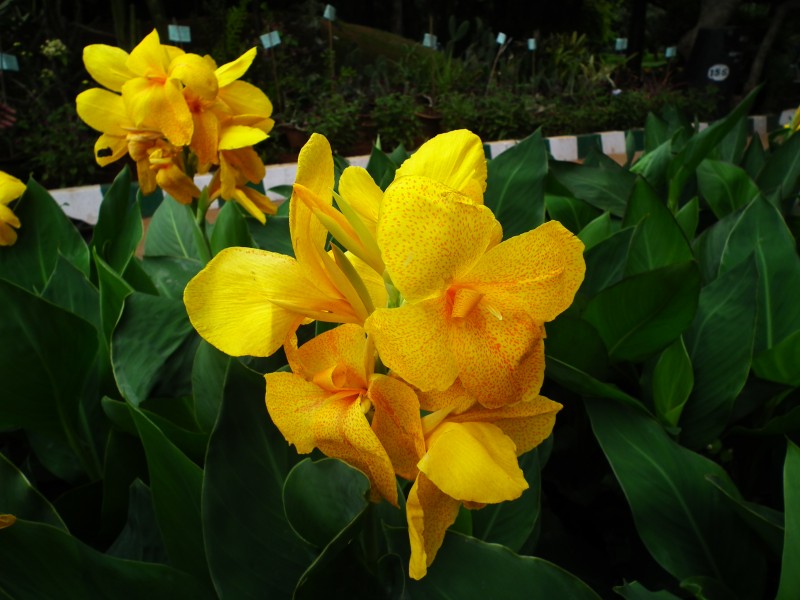 Canna from Lalbagh August 2012 4802