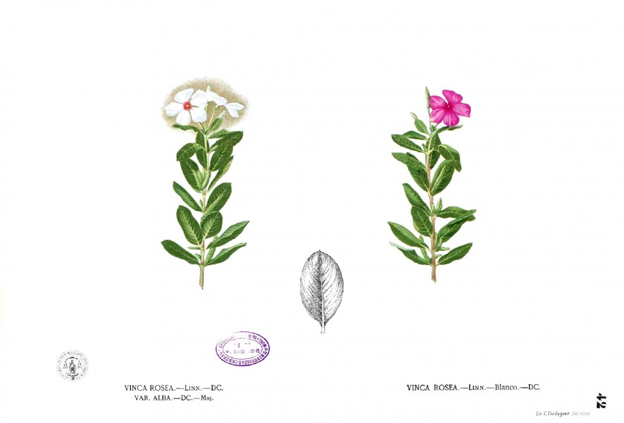 Catharanthus roseus Blanco1.42