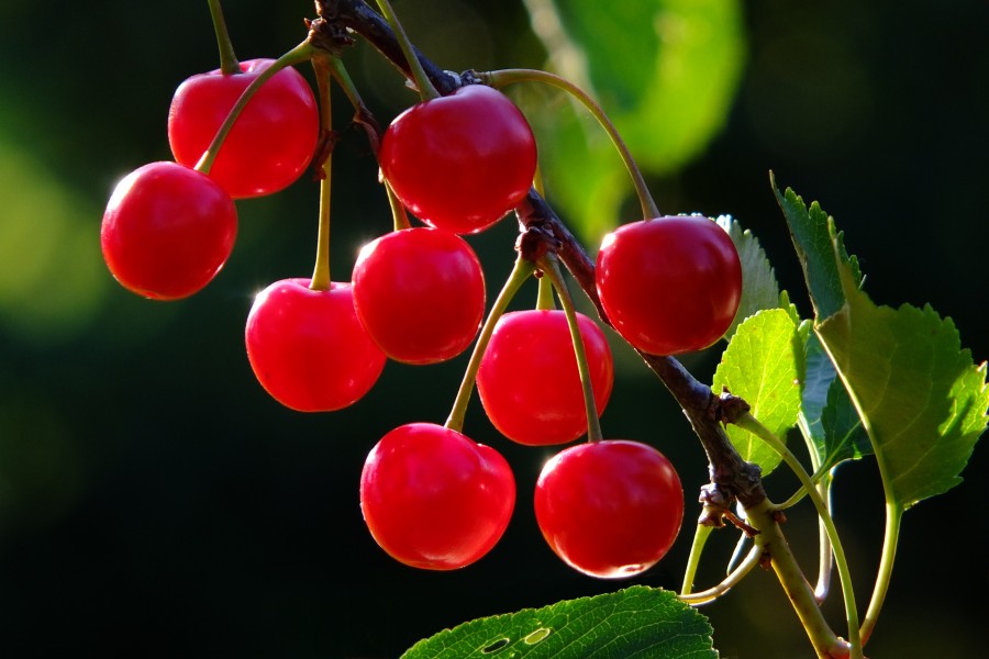 Cherries cherry branch fruit red 826113