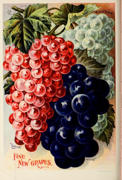Childs' rare flowers, vegetables, and fruits (1902) (20420078769)